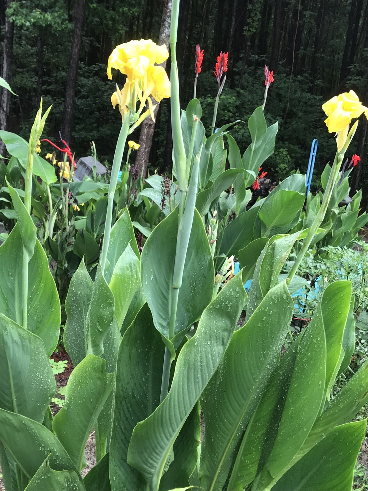 10 Bulb MixCanna Delight Mix Various Cannas Including Cleopatra And Tiger Bengal