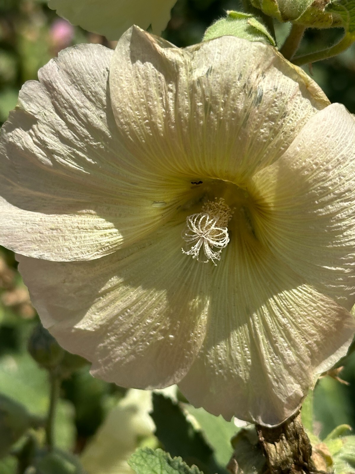 Hollyhock Single – 50 Seeds – Large Yellow Hardy Perennial Blooms