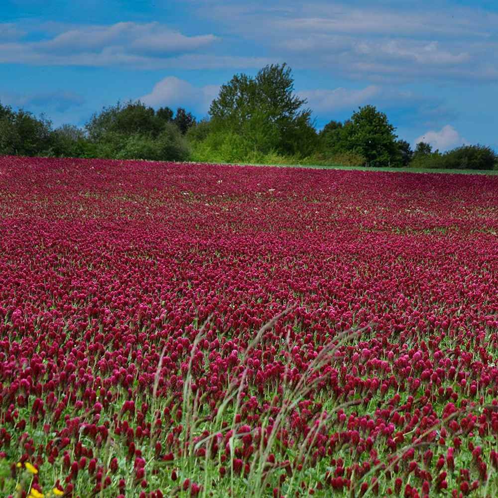 2 LBS – Inoculated Bulk Crimson Clover Seed For Planting Pastures, Cover