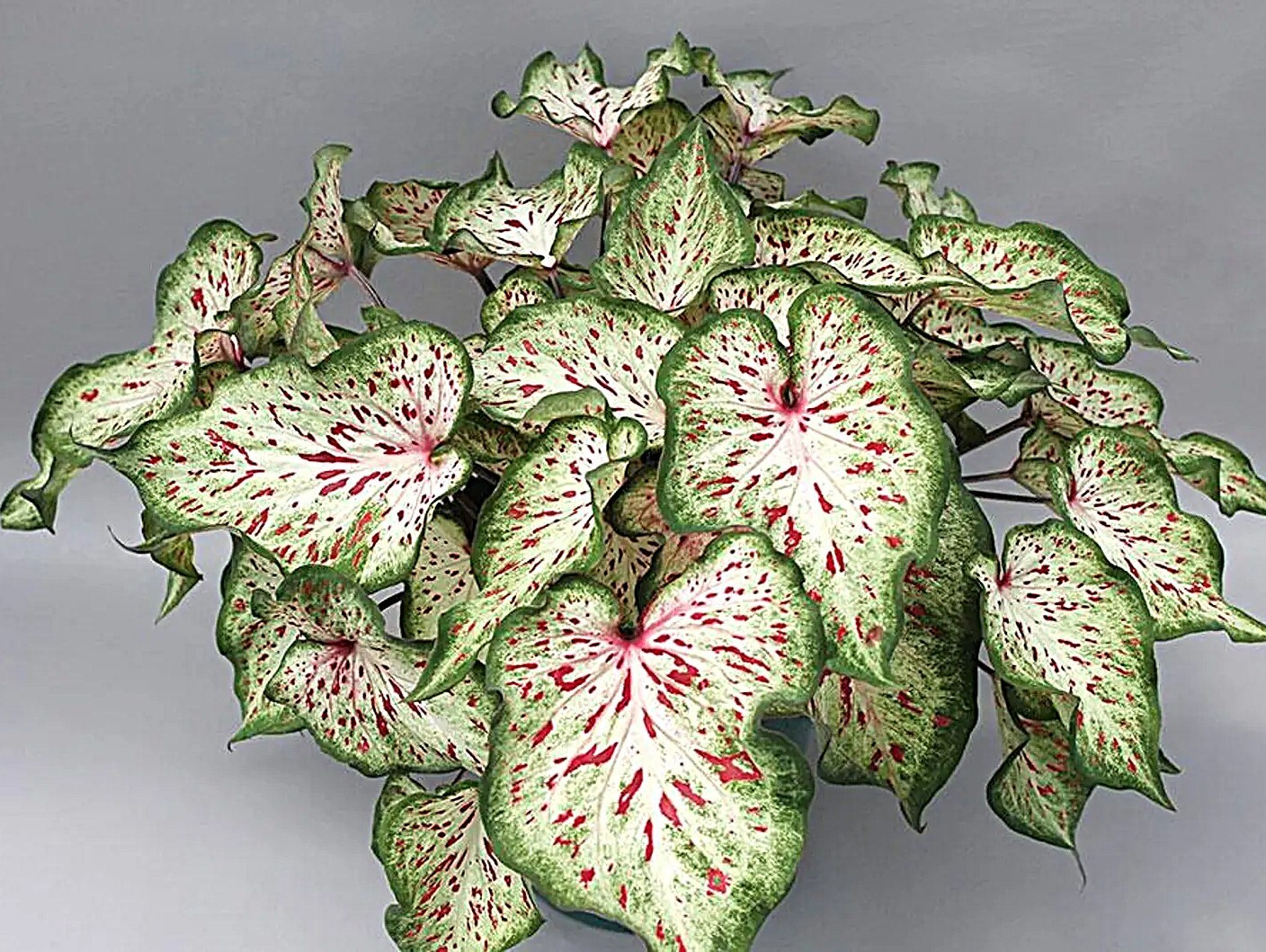 Caladium ” ‘Gingerland”’ Size#2(2 bulbs) (You get 2 bulbs)