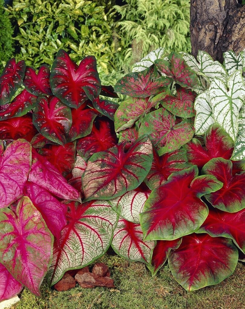 Mixed Caladium Bulbs for Planting – Perennial Hosta, Elephant Ears, Fancy