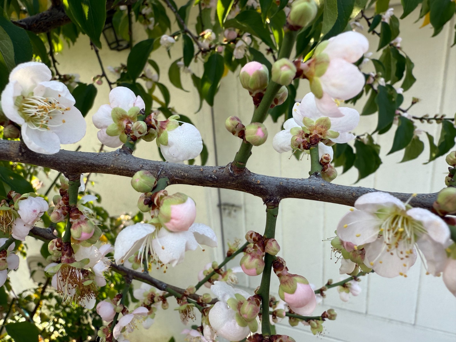 1 Japanese Ume Fruit Tree, or Plum Fruit Tree, Prunus Mume, Maesil, Tree