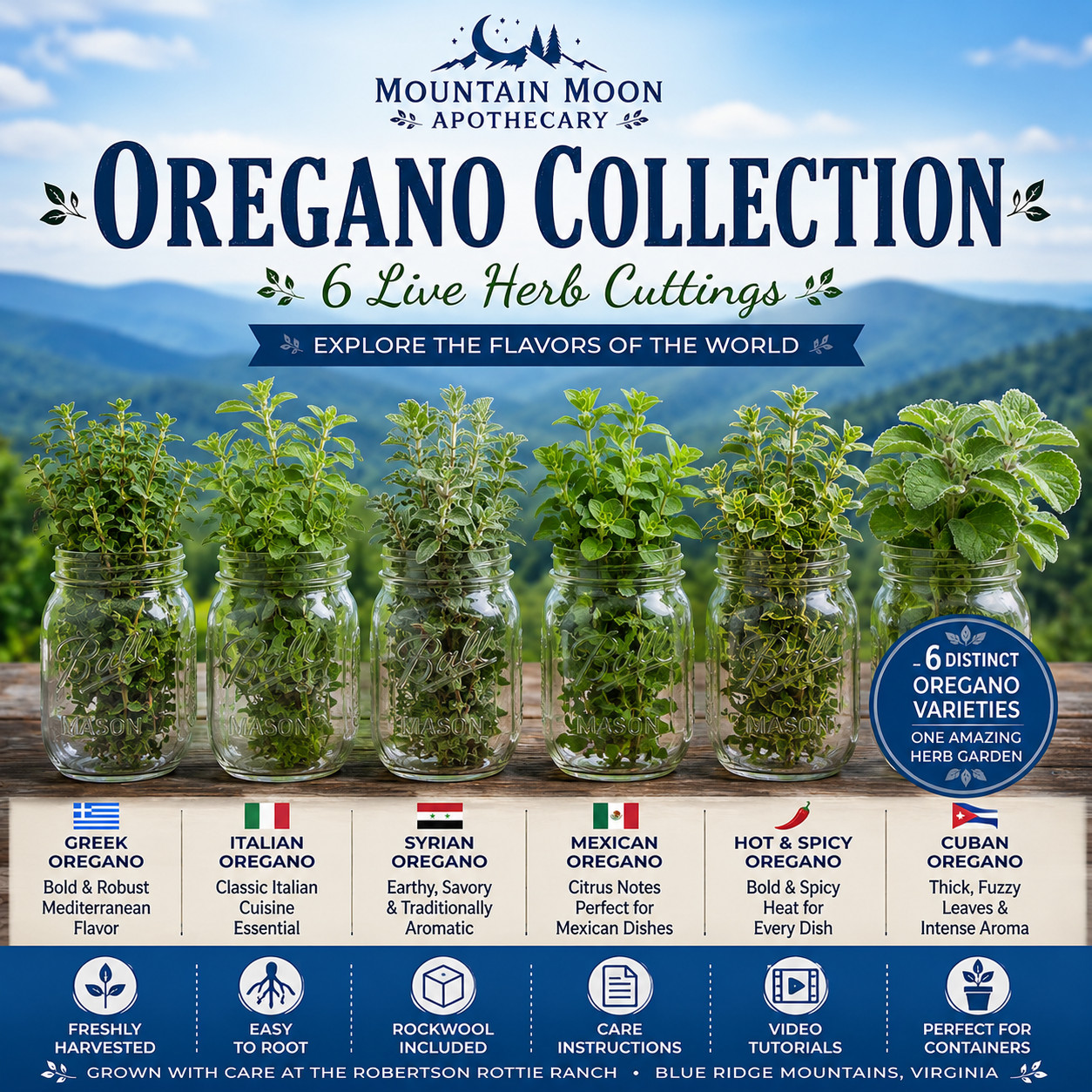 Oregano Collection | 6 Live Herb Cuttings | Culinary Herb Garden Collection