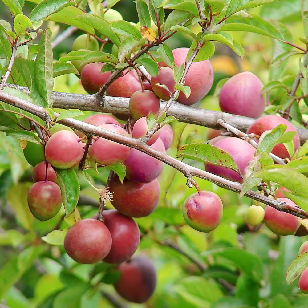 Methley Plum Fruit Tree (5 Gal.)