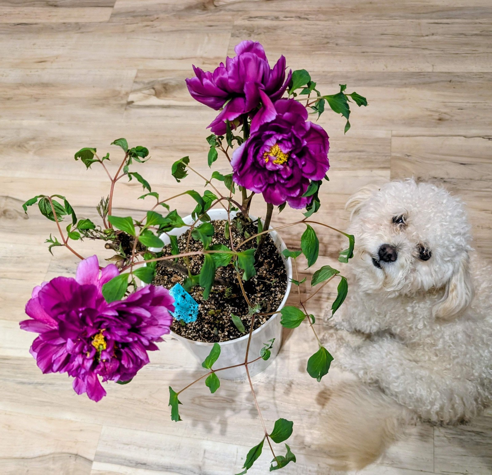 “Champion Crown” large flower tree peony
