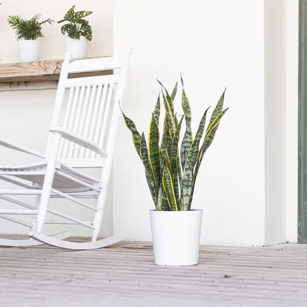 Live Sansevieiria Laurentii Indoor Snake Plant in 9.25 Inch Grower Pot