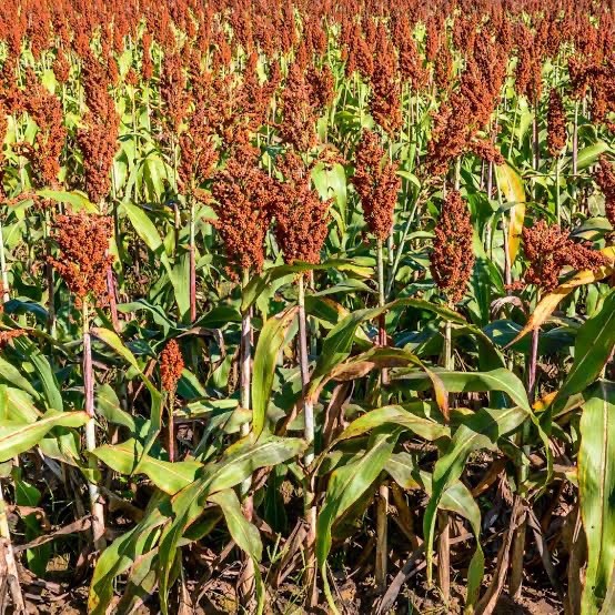 500+ Rox Orange Sorghum Seeds ~ Non-GMO ~ Harvested 2025