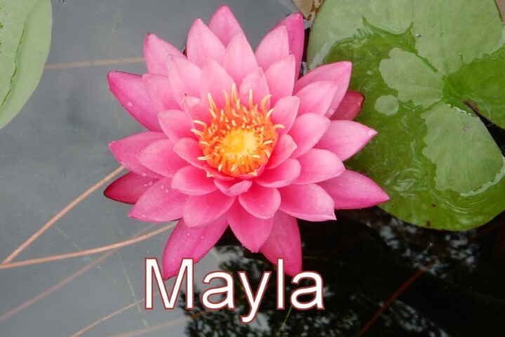 SUNFIRE water lily – hardy pond plant – FOR CHARITY – Nice tuber!