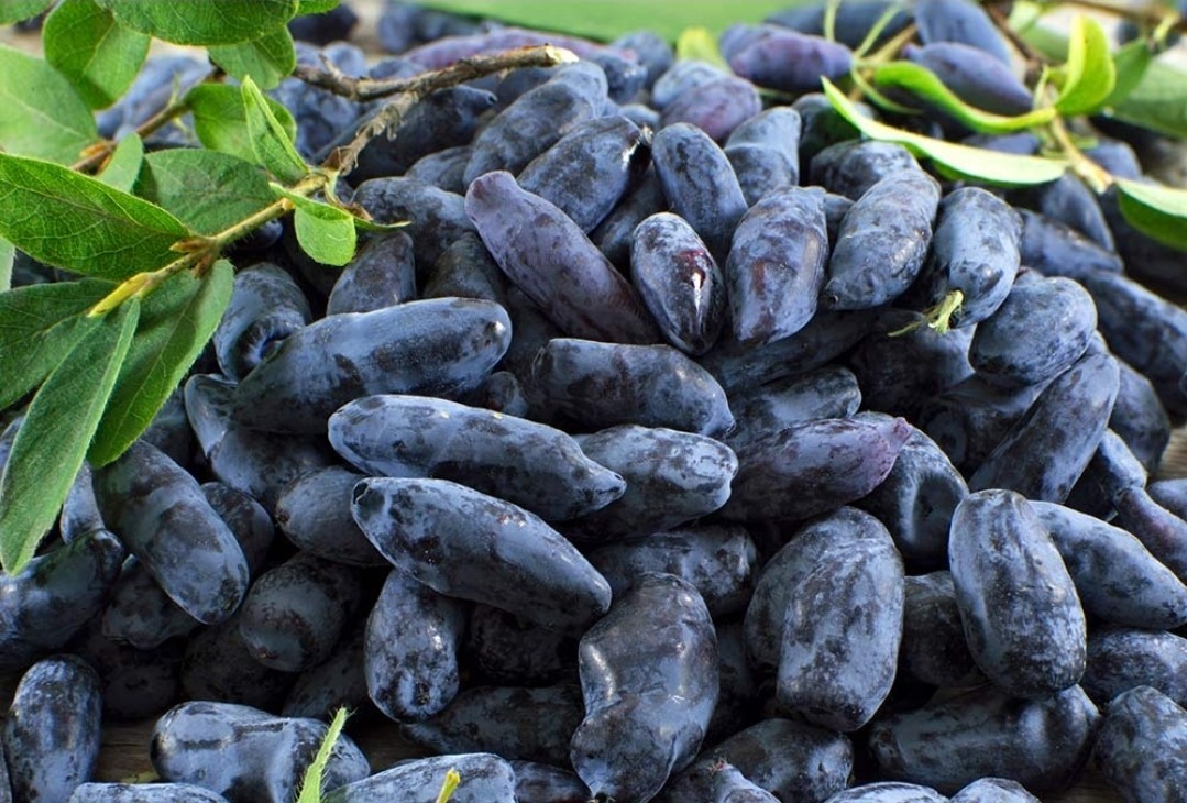 (4) One Each Indigo Gem, Indigo Treat, Aurora, Tundra Honeyberry 3YR LIVE PLANTS