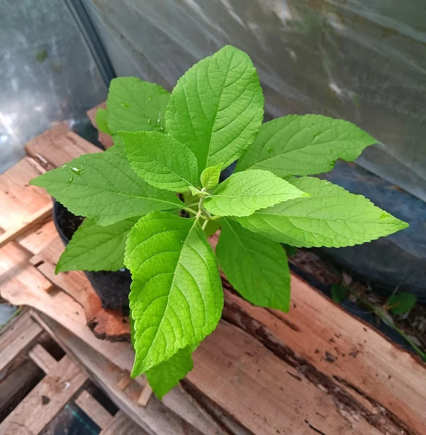 Florida Beautyberry Callicarpa Americana Live Plant!