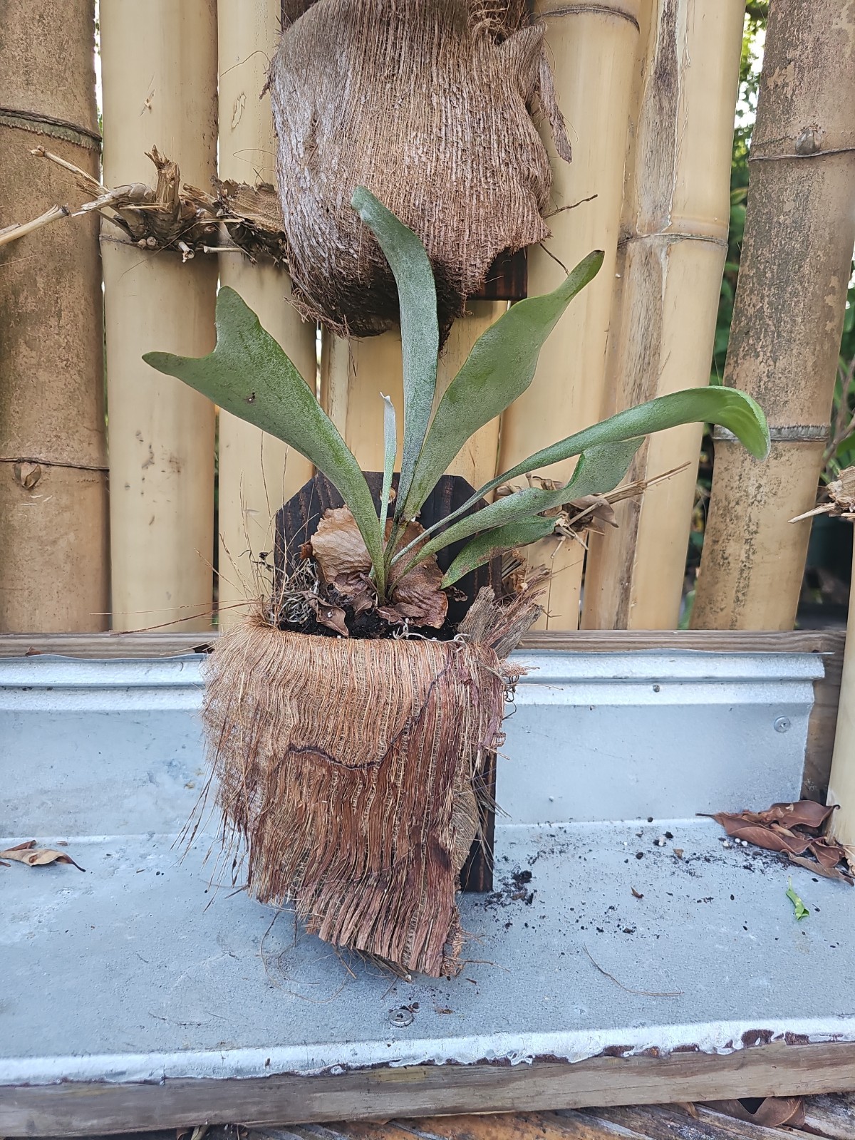 Hanging Staghorn Fern Platycerium bifurcatum Mounted On Wood