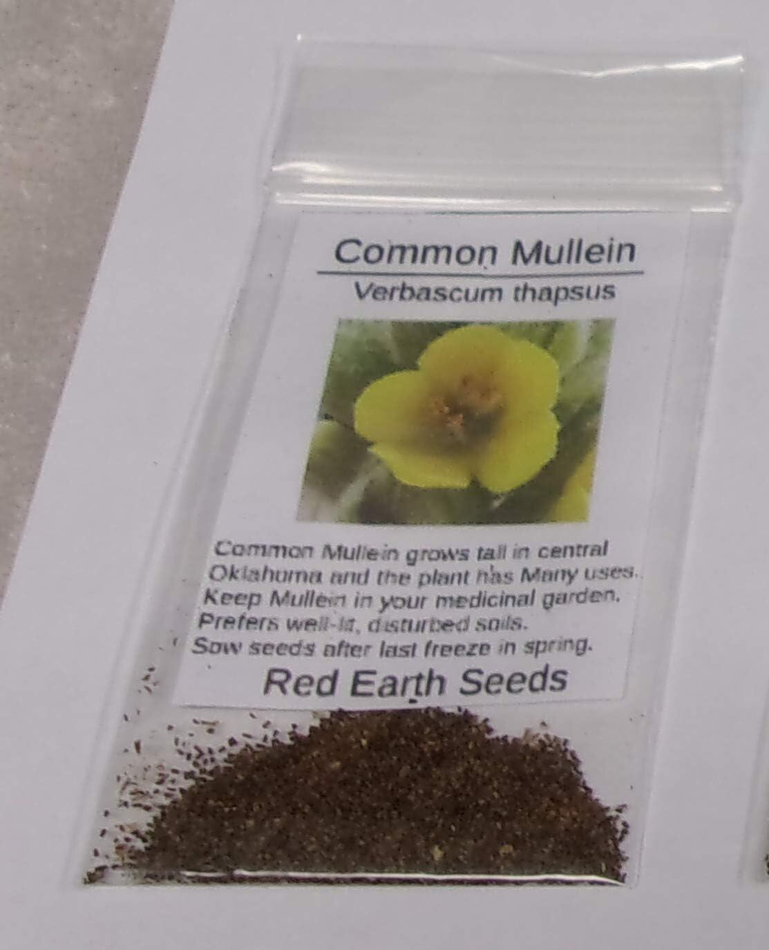 Common Mullein – 500 Seeds – Verbascum thapsus