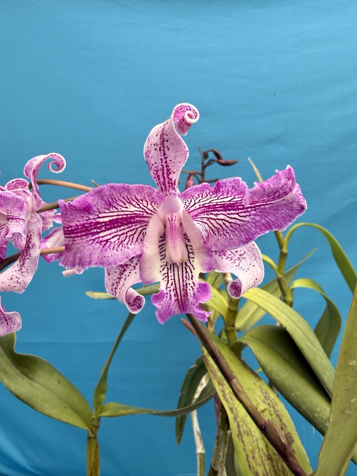 Cattleya Odette’s Flare ‘Spots’ X L. lyonsii BS New Growths Orchid Eros 7” Pot