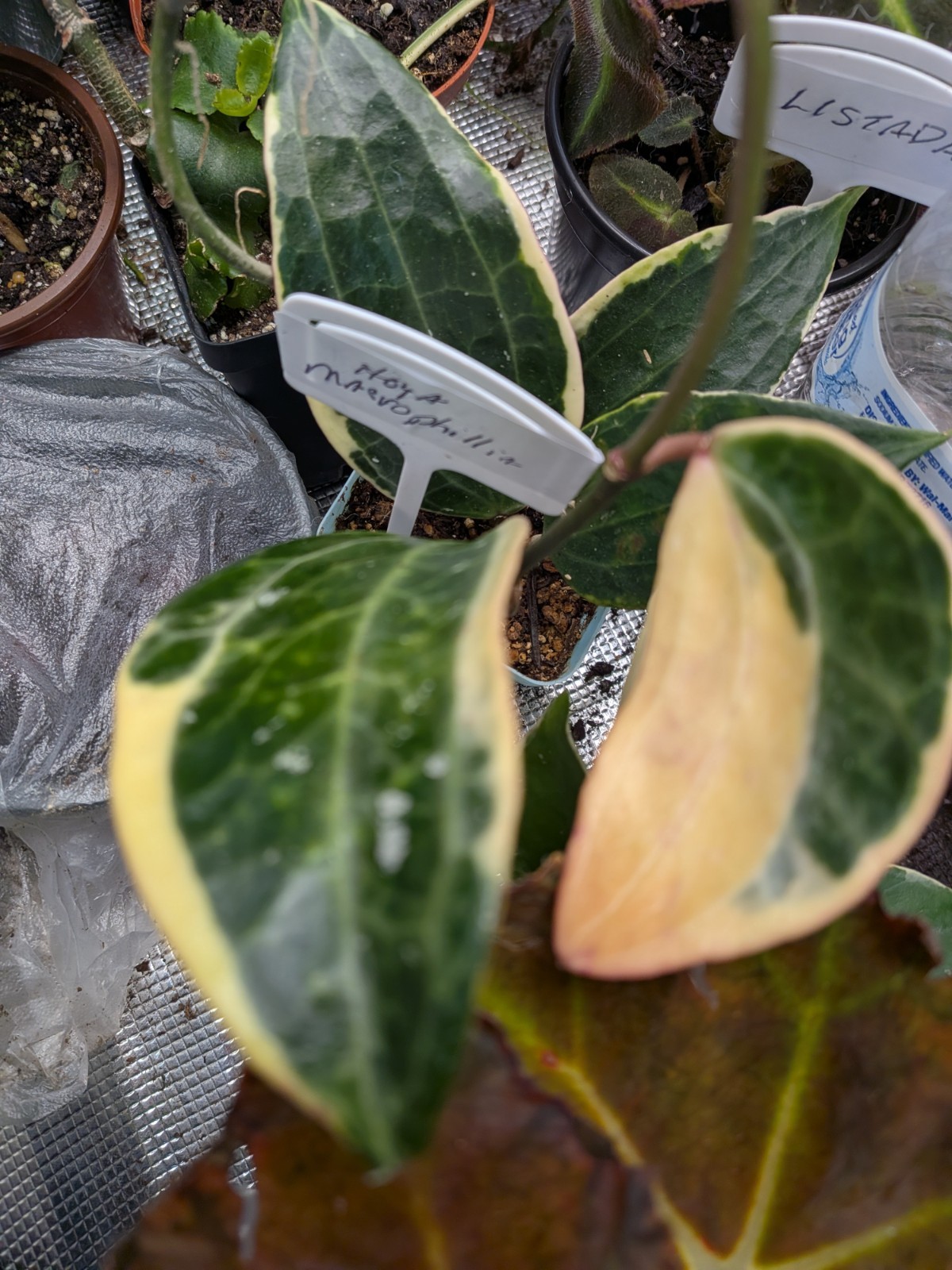 Hoya Macrophylla Variegated Indoor & Outdoor Tropical Houseplant in 4″ Pot