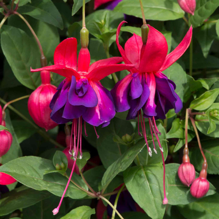 Voodoo Fuchsia Plant – 3-6″ Tall – 6″ Pot – Fuchsia hybrid – Double Purple & Red