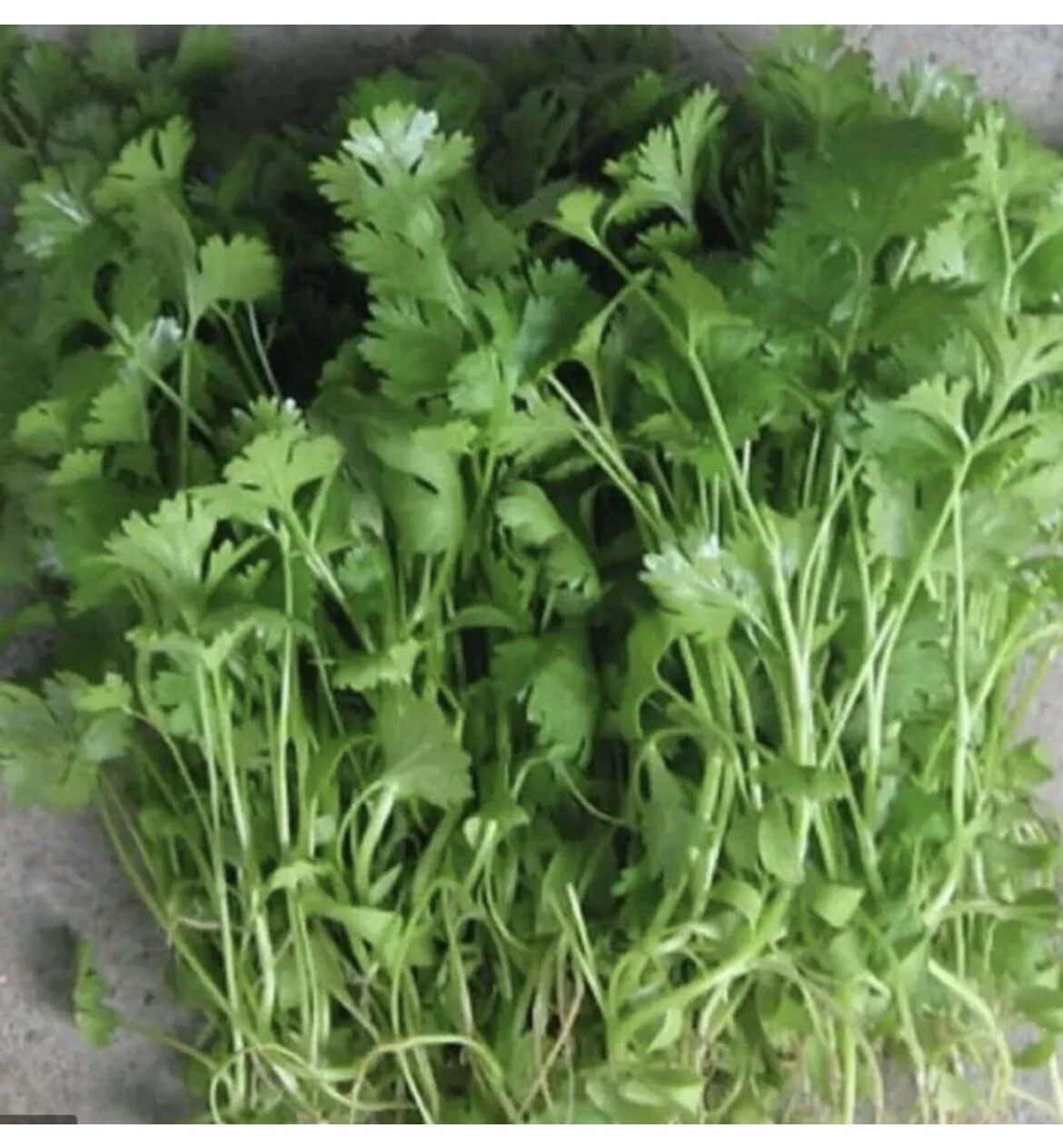 5gr Cilantro Seeds |Coriander Seeds( hột ngò rí mùi thơm giống Hạt Lớn Mạnh