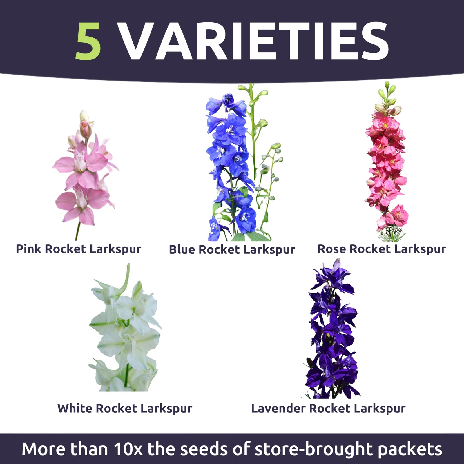 8000 PCS Rocket Larkspur Imperial Mix Large 1 Ounce Packet Flower Seeds USA