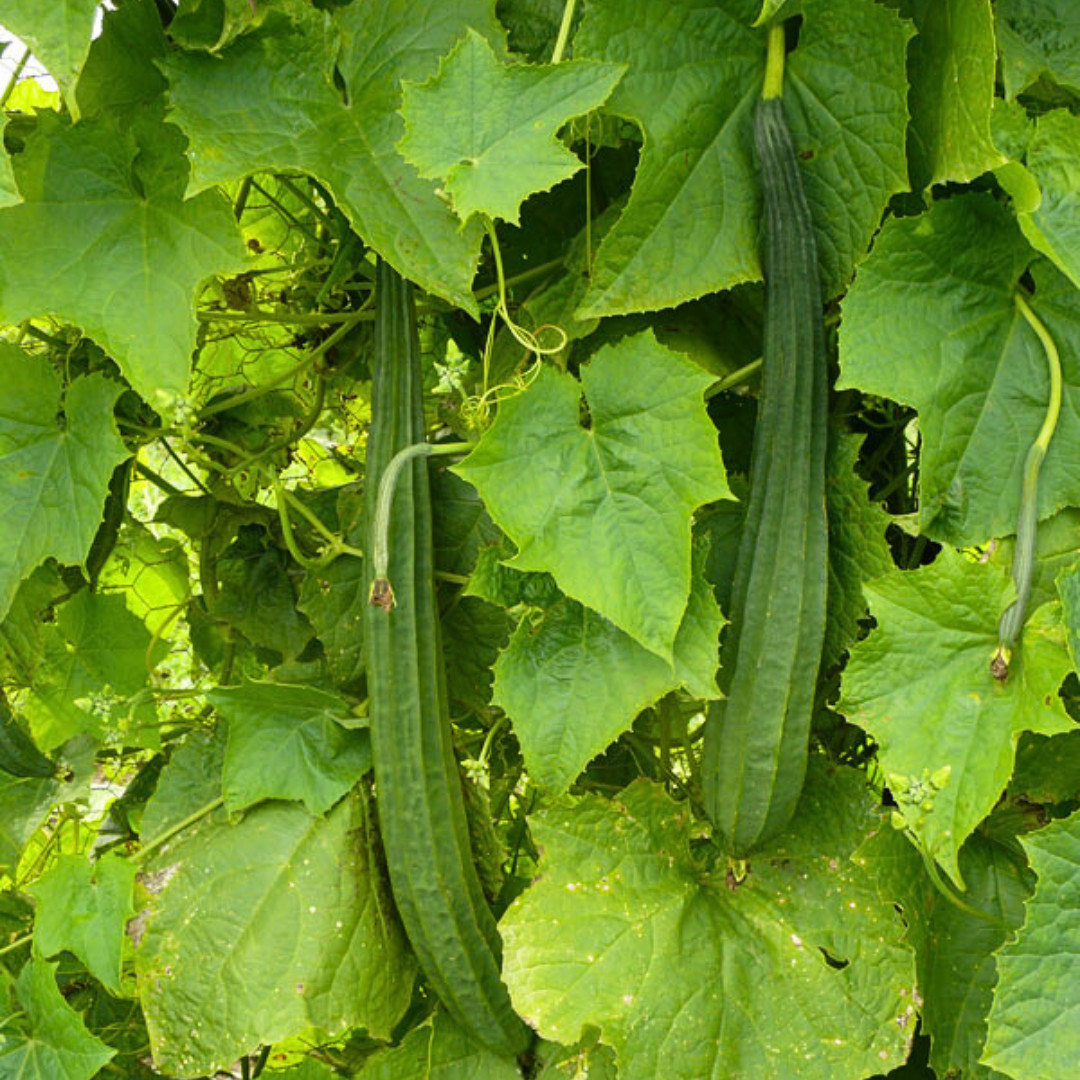 Fresh Chinese Okra Seeds | 15 Seeds | Heirloom Non-GMO | Asian Vegetable Seeds