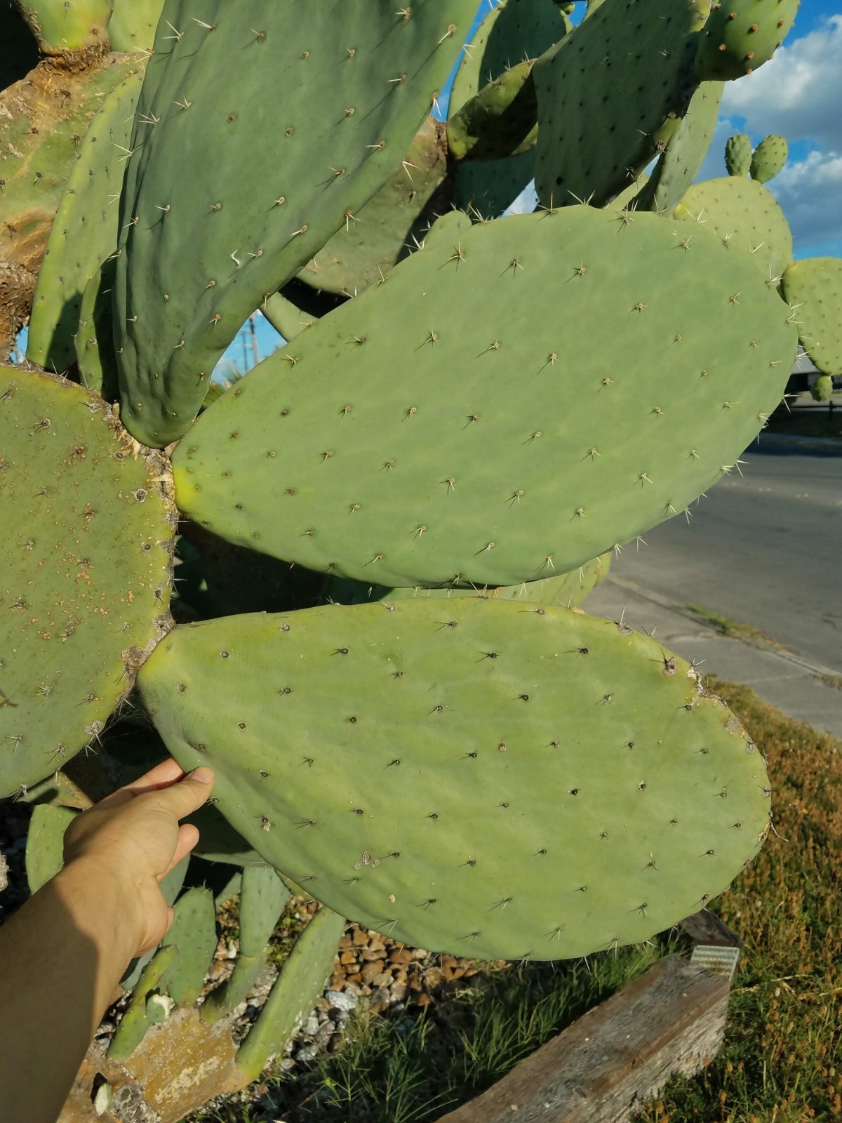Nopal prickly pear cactus ‘Tuna roja’ Opuntia Ficus-Indica Mexico one pad