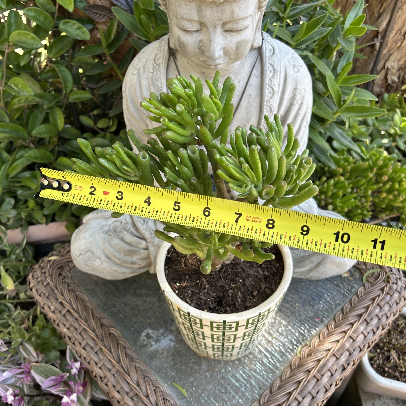 Hobbit Jade plant Crassula Ovata Gollum Jade plant 7” To 8” Tall