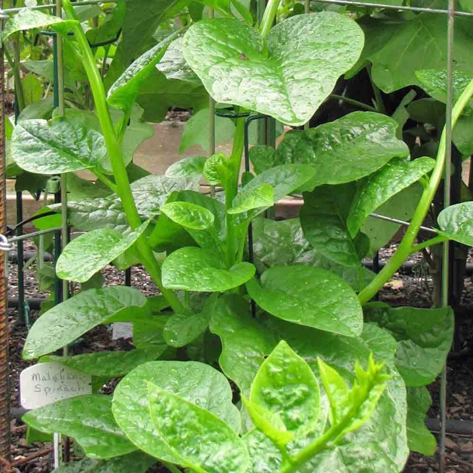 Green Malabar Spinach Mong Toi Seeds Non GMO Heirloom Mild
