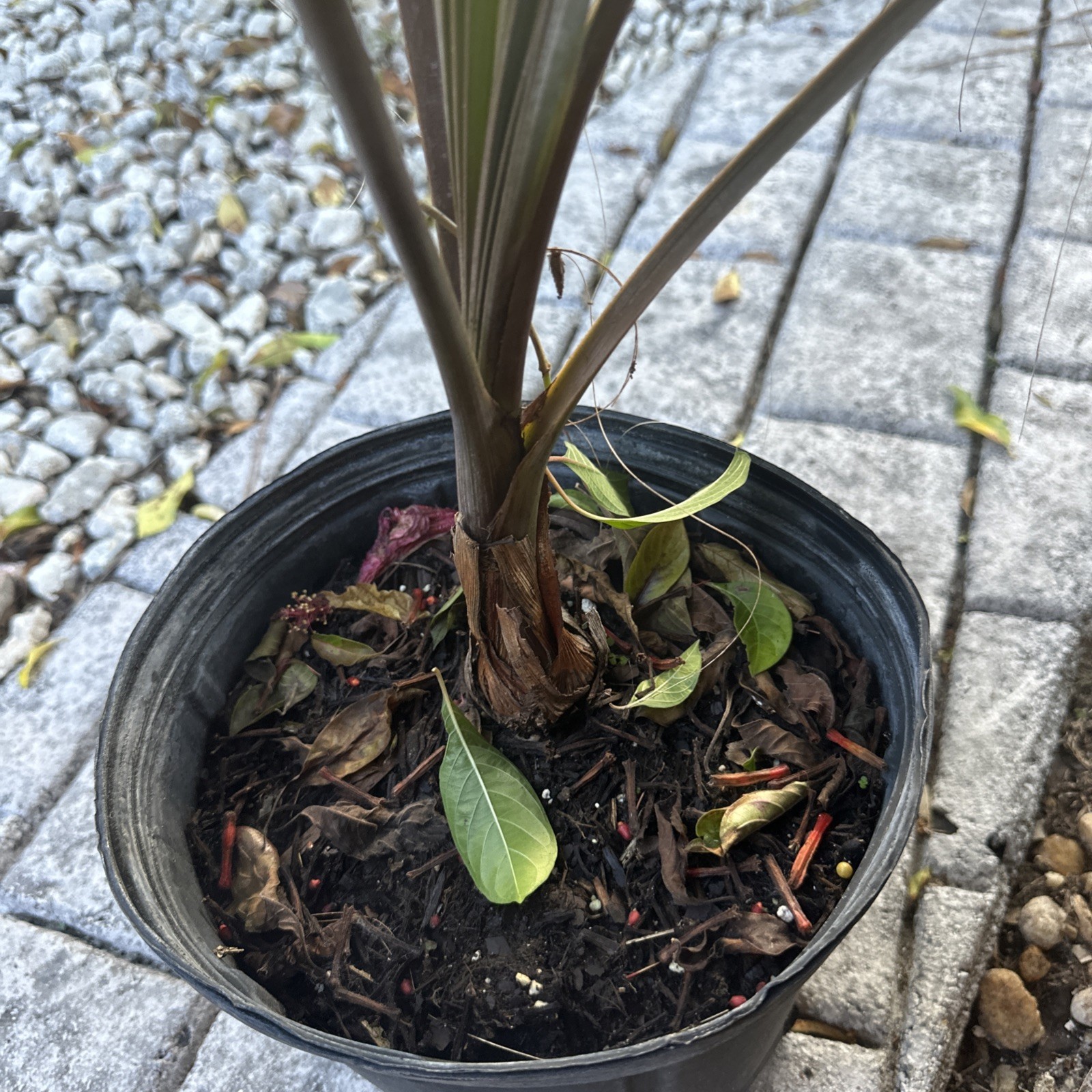 Silver Bismarck Palm – Live Plant in a 5 Gallon Growers Pot – Bismarckia Nobilis