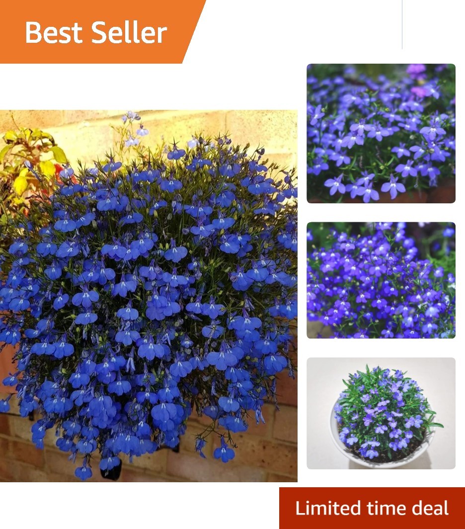 Transform Your Garden with 1000 Blue Creeping Thyme Seeds – Attract Butterflies