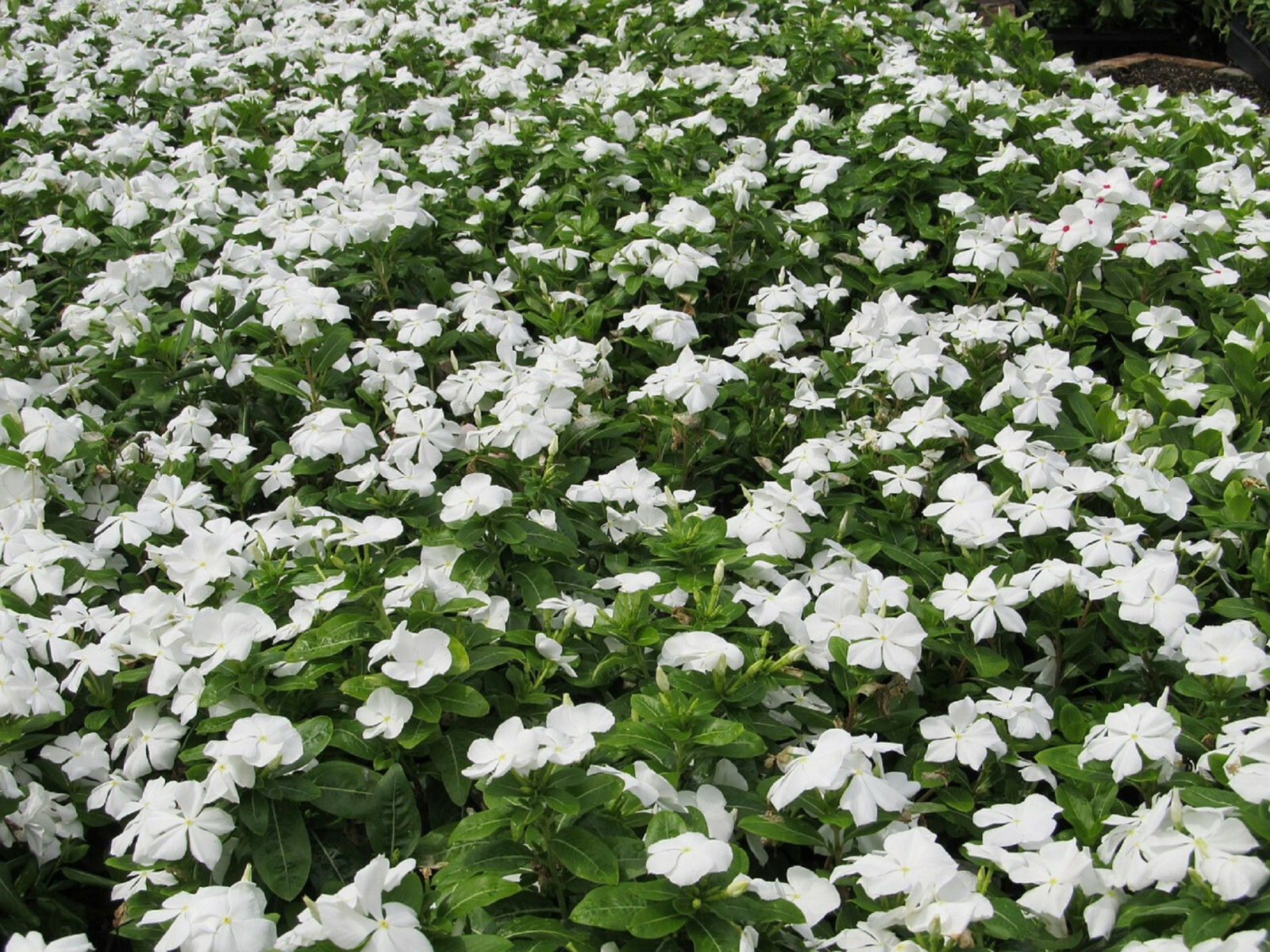 100+ Dwarf White Periwinkle Seeds (Vinca Little Blanche) Flowers GROUND COVER