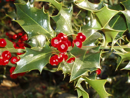 English Holly, Ilex aquifolium, Tree Seeds (Showy Evergreen, Hedge)