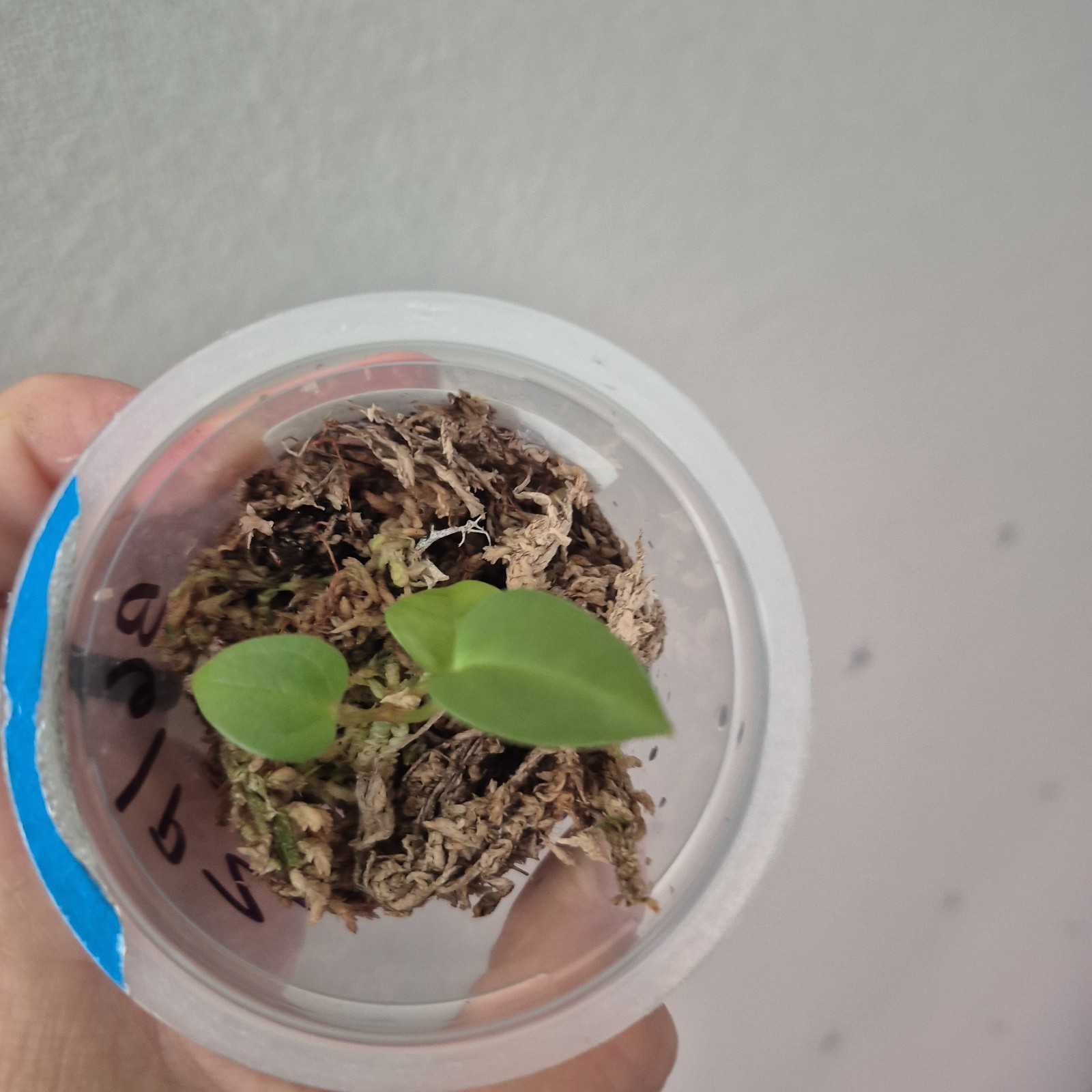 ANTHURIUM Magnificum X Open Seedling Rare