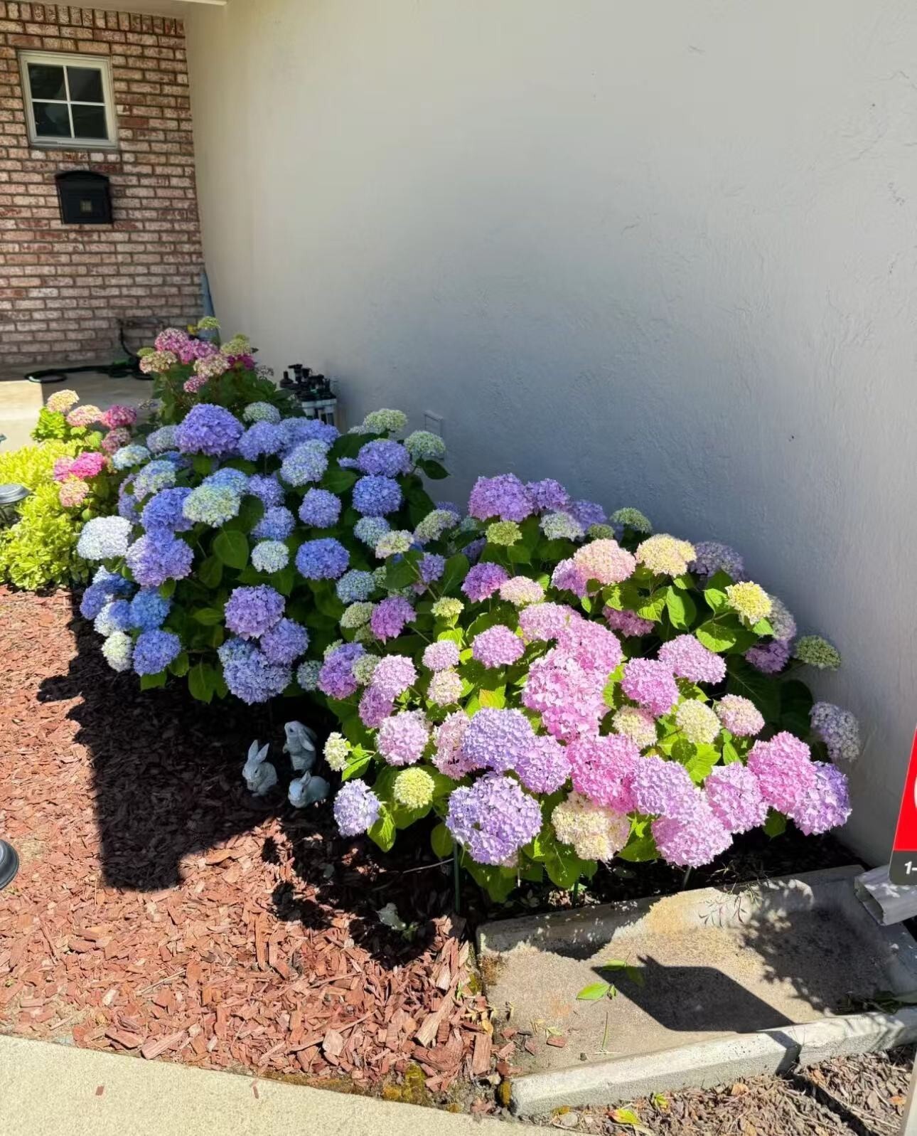 30 Mixed Blue Hydrangea Seeds Giant Snowball Fast Growing Flower