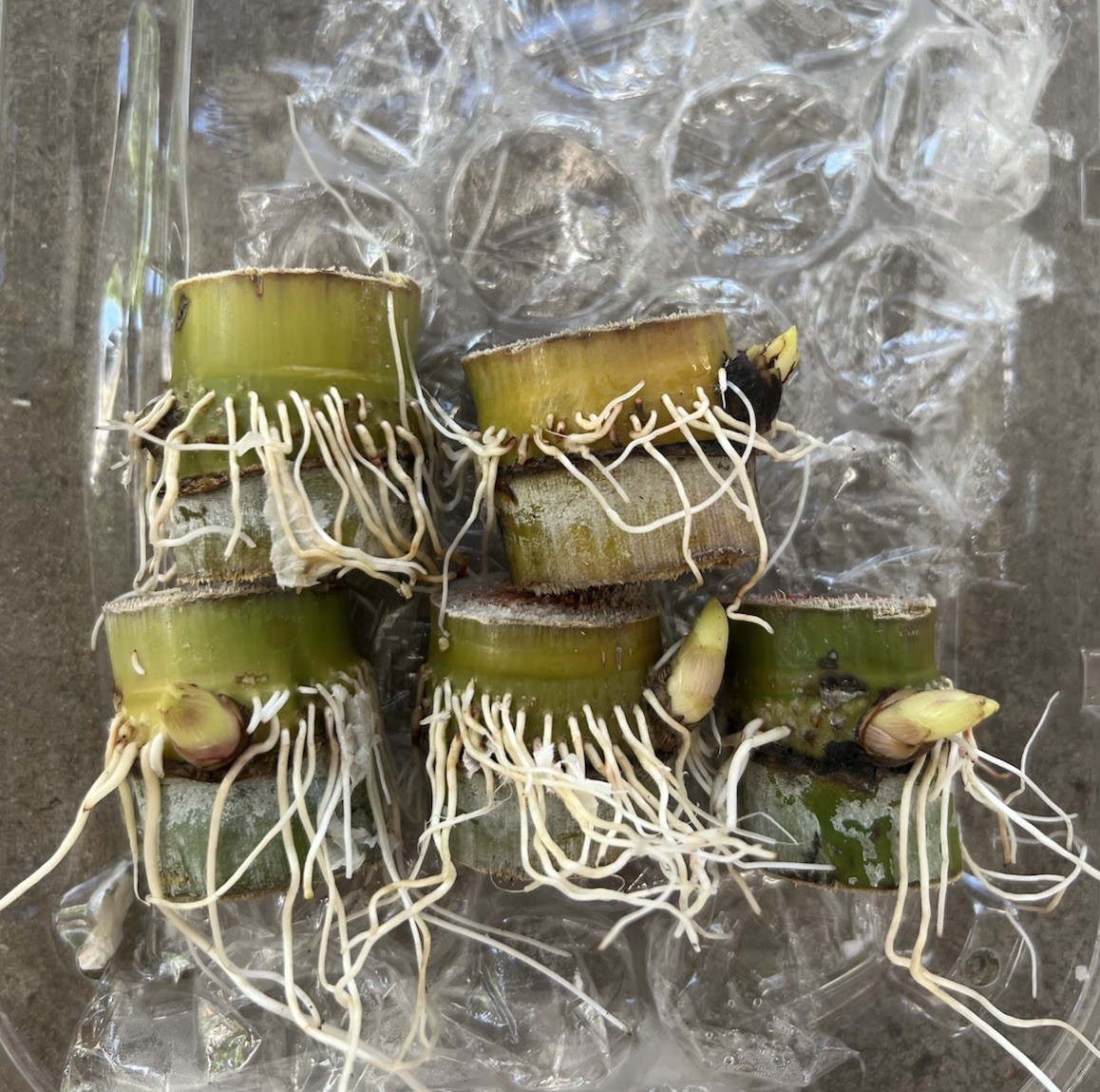 5pcs Rooted Green Sugarcane Cutting Tropical Live Plant Ready To Plant