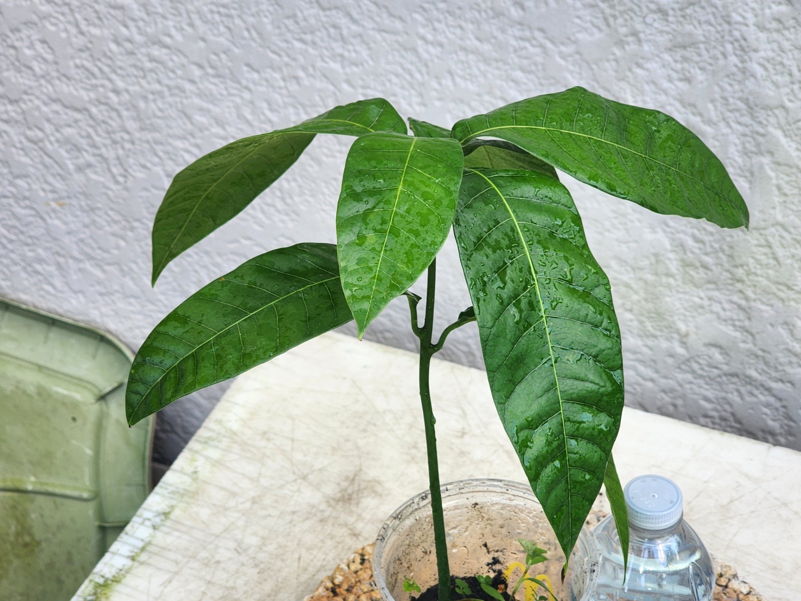Rare Red Mango Tropical Fruit Tree 7”-10” In The Pot/Seeding Mango Live Plant