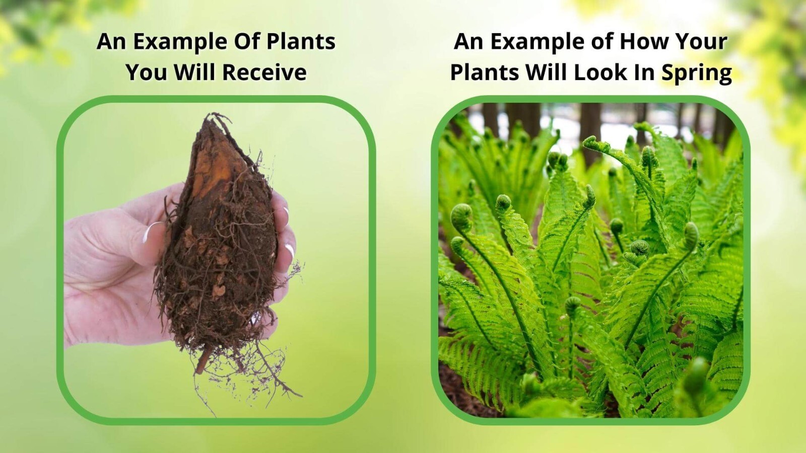 New York Fern Thelypteris Noveboracensis Bare Root Live Plant Outdoor Garden