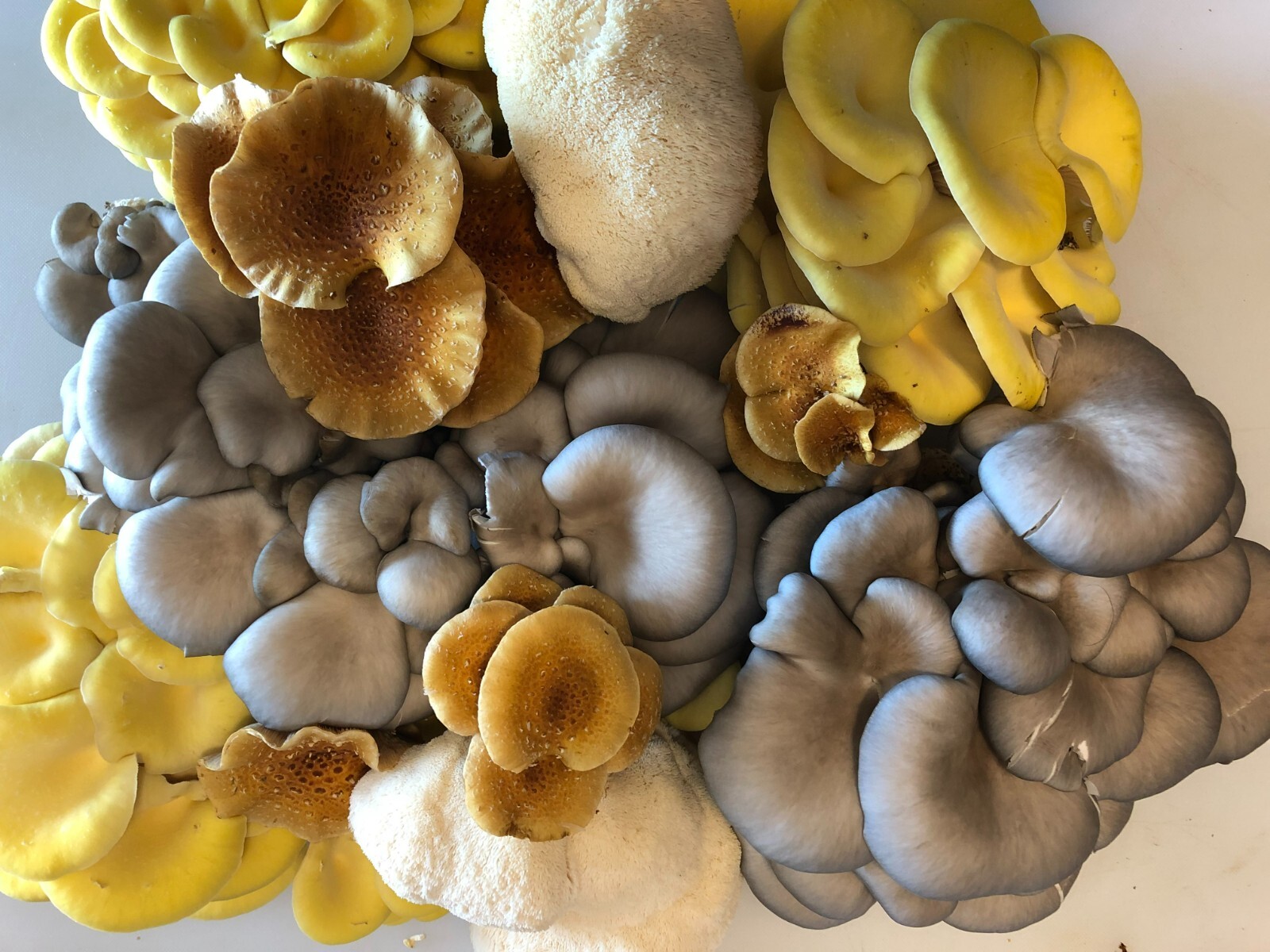 Mushroom plug spawn variety pack & drill/wax combo (4 100 packs)