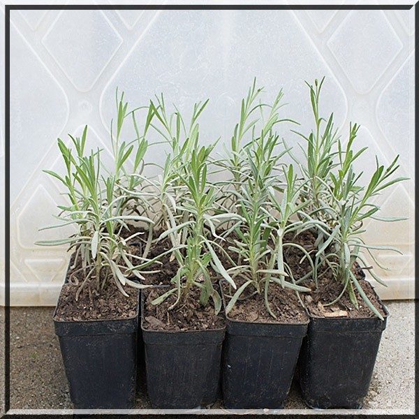 2 Lavender Lavandula X Grosso 2.5″ Pot Live Plant