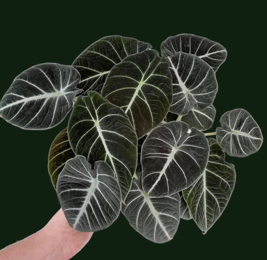 Black Velvet Alocasia Live Plant – 4-6″ Tall – Ship No Pot – Alocasia Houseplant
