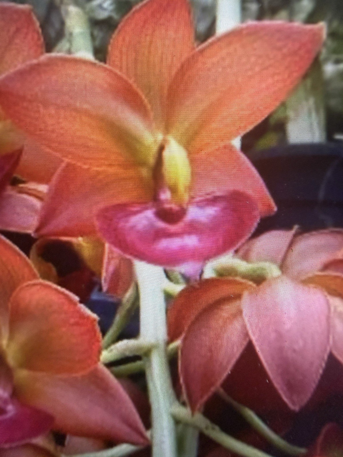 ORCHID Plant Cynoches Taiwan Gold 4 inch pot Bloom Size
