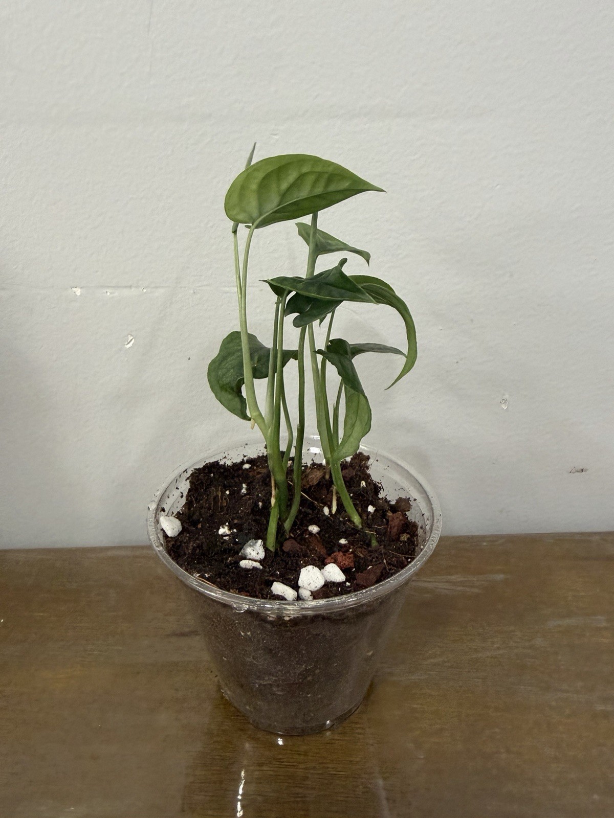 TROPICAL PLANTS / PHILODENDRON,SYNGONIUM / MONSTERA
