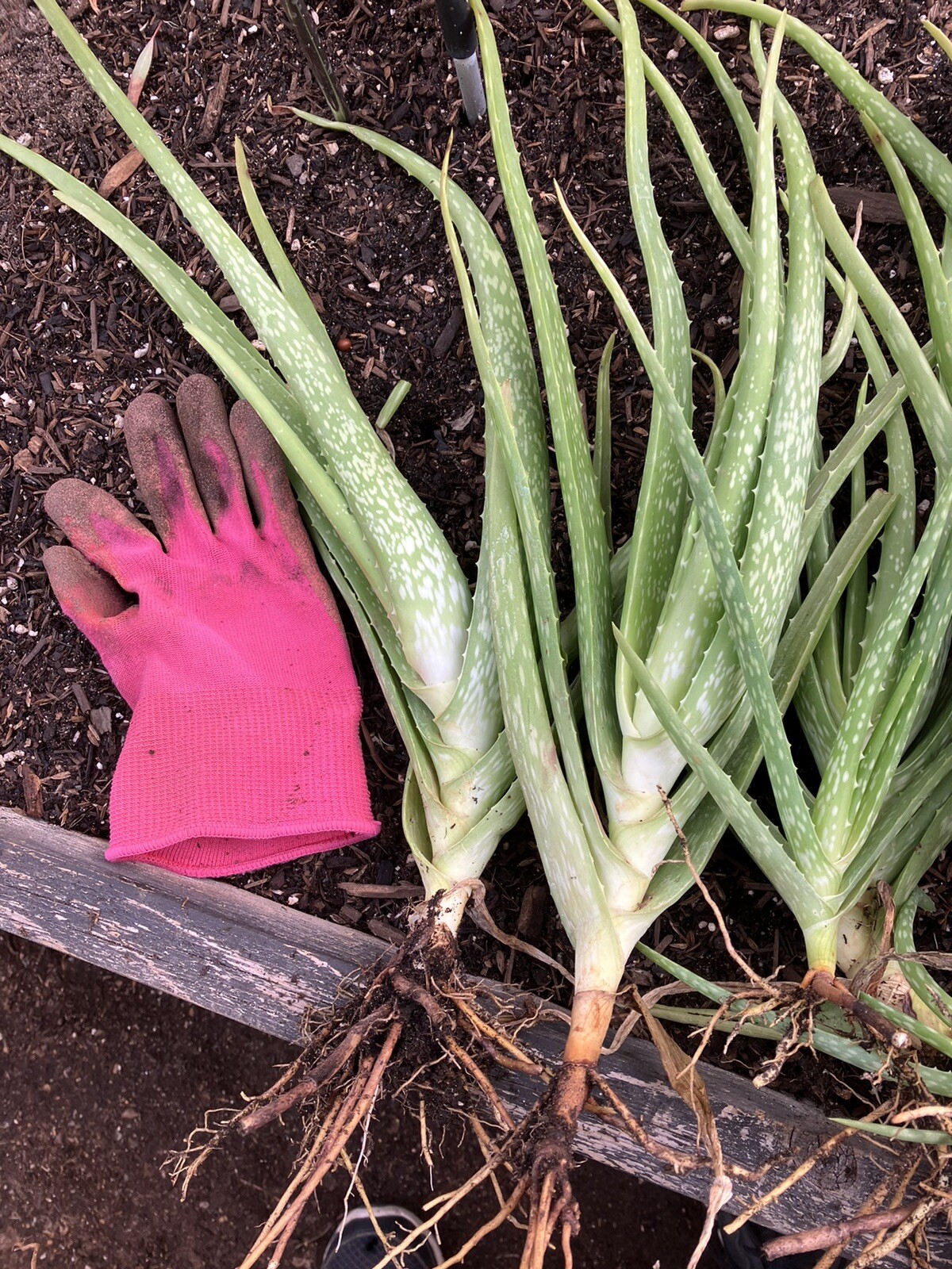Bulk Lot Large Aloe Vera Not Edible 8”-13” Freshly Harvested Per Order