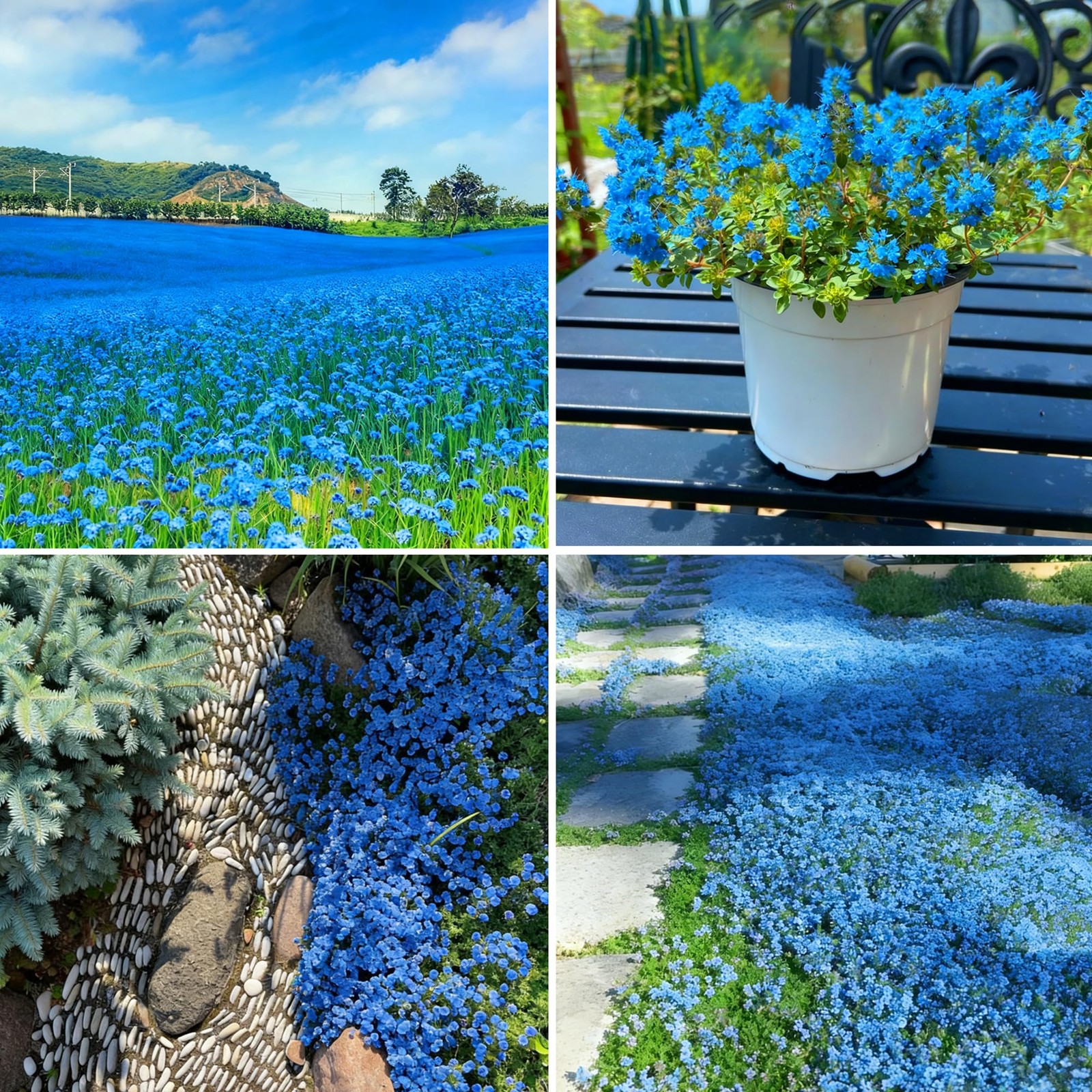 Blue Creeping Thyme Ground Cover Flower Seeds for Planting, 20000+pcs Perennial