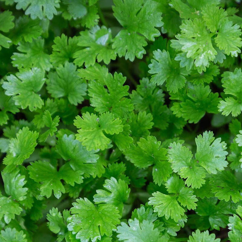 200+ Leisure Cilantro Coriander Seeds Heirloom Non-GMO| Free Shipping #32