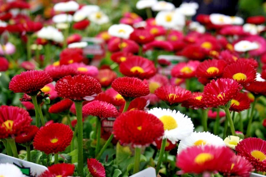 401+ENGLISH DAISY MIX Flower Seeds European Wildflower Early Blooms Groundcover