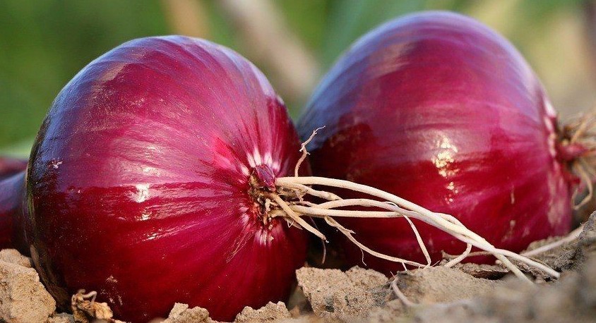 Red Burgundy Onion, Allium cepa, NON-GMO, Heirloom, Variety Sizes, FREE SHIPPING