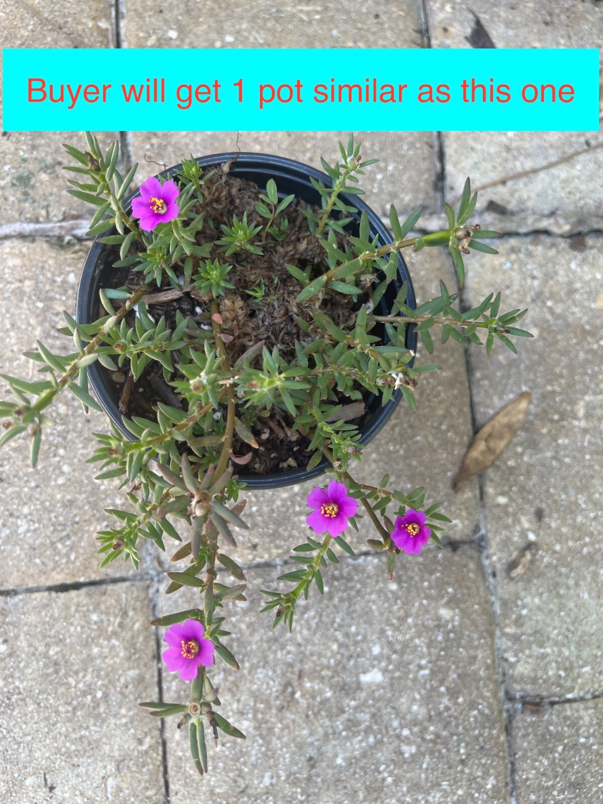 Teeny tiny, so pretty Portulaca Live plant Potted Moss Rose Purslane pot