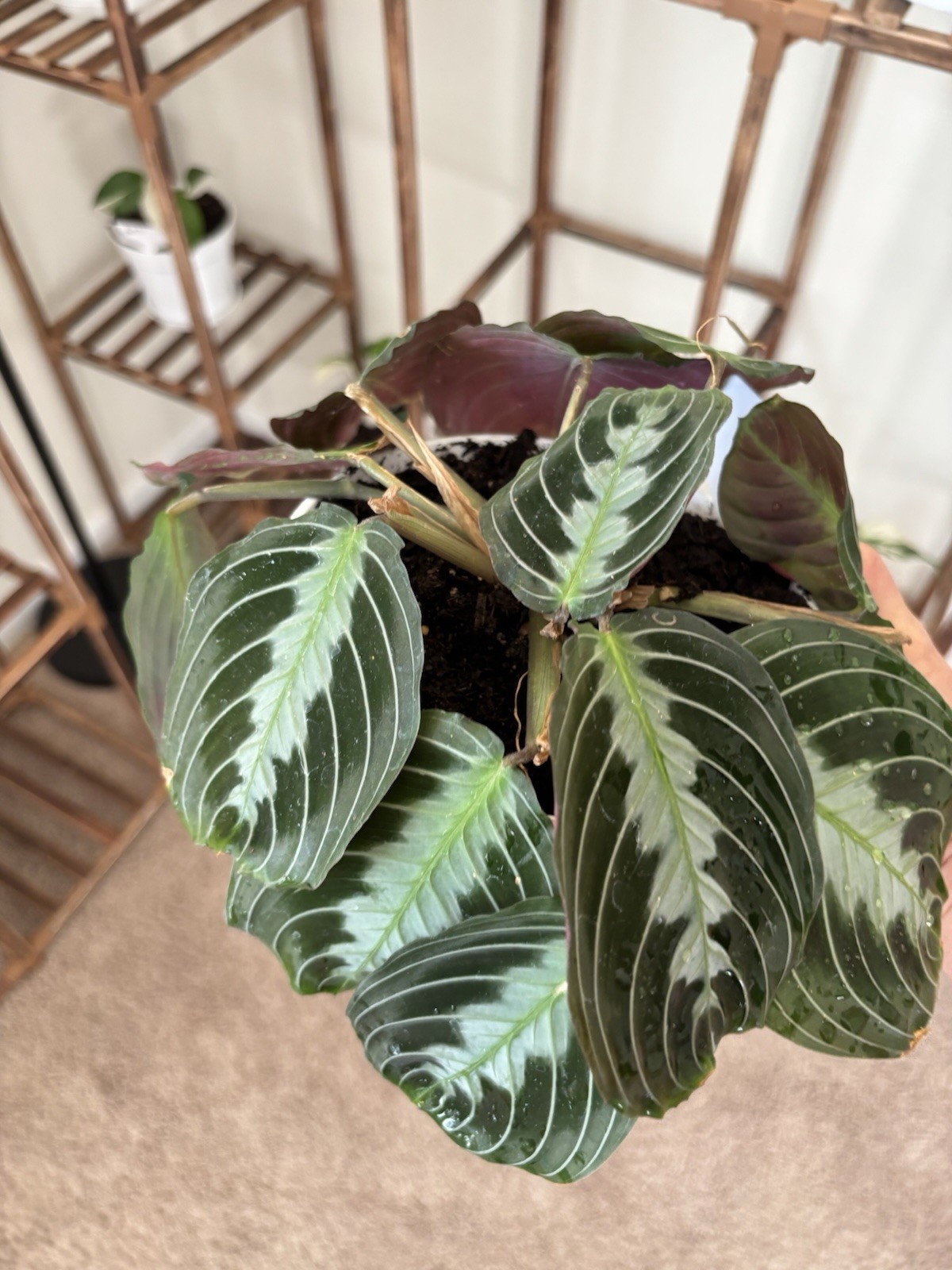 Marantha Black Prayer 6″ Pot Rare Exact Plant #010