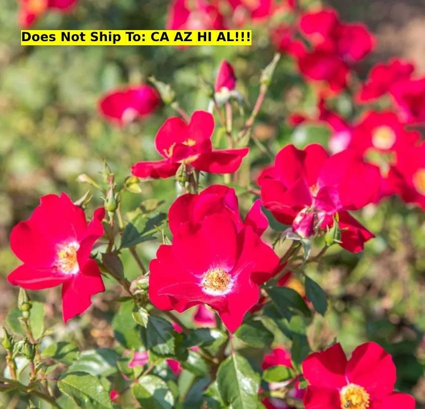 Friendly® Red Rose in 3 Gal Pot Outdoor Flowering Garden Plant Live Bush Rose