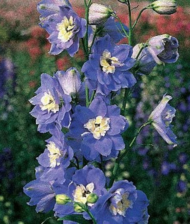 Delphinium Summer Skies Giant Graceful Light To Medium Blue Shade Spike 50 Seeds