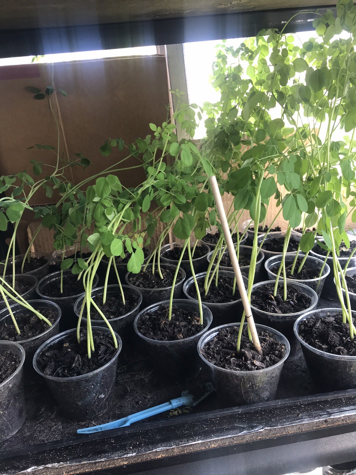 A Cup Moringa TREE Live Plant 5- 10”TREE OF LIFE FRESH Food Forest Permaculture