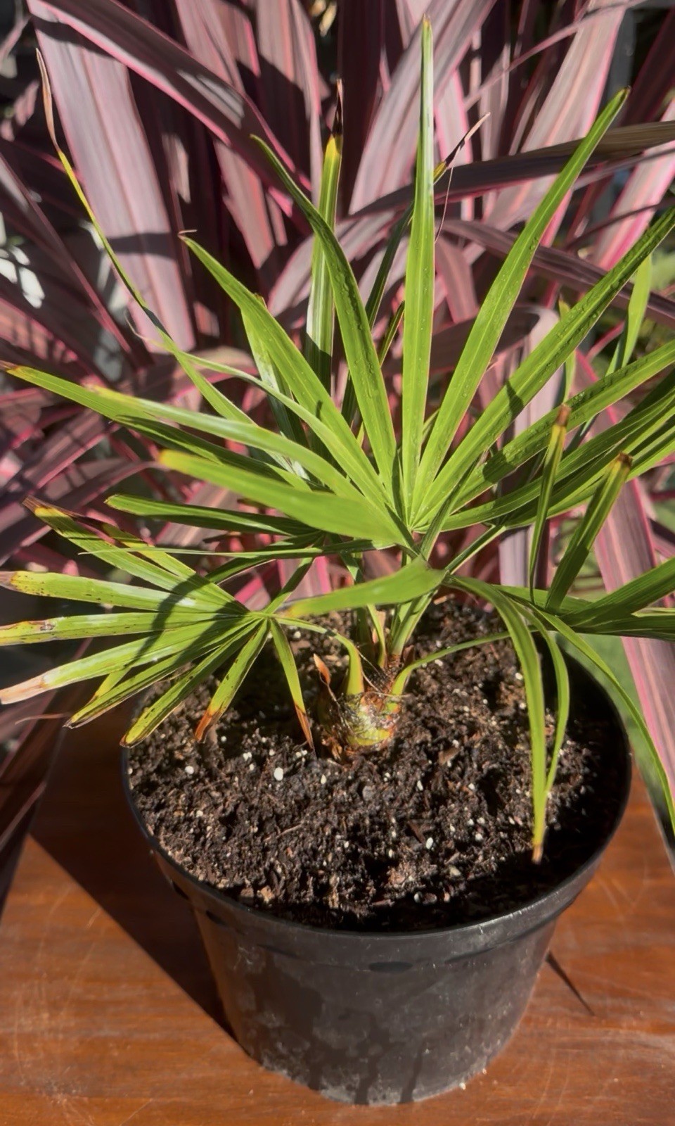Brahea Moorei – Cold Hardy 10F – LIVE – Rare – Dwarf Rock Palm Tree – Tropical